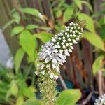 Lysimachia clethroidesBlomst