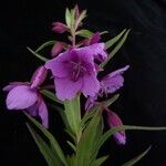 Epilobium speciosum