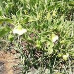 Physalis viscosa Blatt