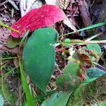 Begonia pavonina Fulla