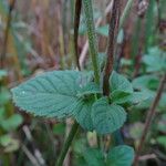 Mentha aquatica Rusca