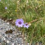 Catananche caeruleaFlor