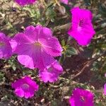 Petunia integrifolia Flor