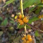 Triosteum perfoliatum Fruit