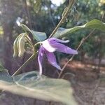 Solanum subinerme Flower