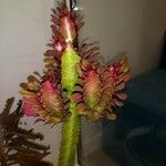 Euphorbia trigona Fulla