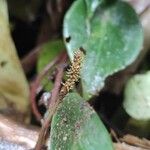 Peperomia peltilimba Flor
