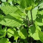 Stachys sylvatica Leaf