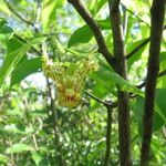 Monodora carolinae Flower