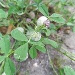 Trifolium tomentosum 花