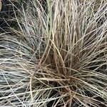 Carex comans Blatt