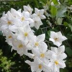 Solanum laxum Blüte