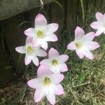 Zephyranthes robusta फूल