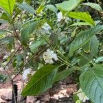 Lantana canescens Habitus