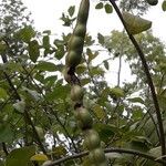 Capparis flexuosa Fruit