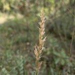 Achnatherum calamagrostis ফল