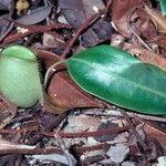 Nepenthes ampullaria Leaf