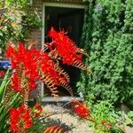 Crocosmia aurea Flor