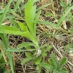 Erigeron sumatrensis Frunză