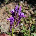 Linaria pelisseriana Flors