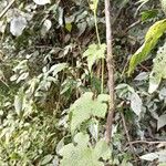 Peponium betsiliense Leaf