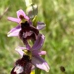 Ophrys × flavicans Blomma