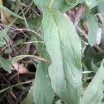 Lepidium draba Levél