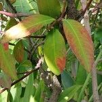 Acokanthera oblongifolia Φύλλο
