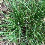 Carex divulsa Blüte