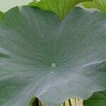 Nelumbo nucifera Leaf