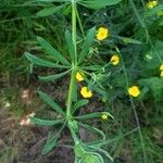 Galium tricornutum Blatt