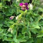 Geranium phaeum पत्ता