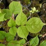 Bobgunnia fistuloides Hoja