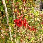 Nandina domesticaFruto