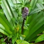 Scilla lilio-hyacinthus 花