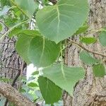 Populus deltoides Blatt