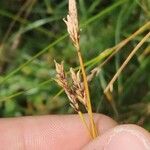 Carex sempervirens Fula