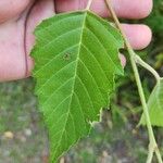 Betula nigra Blad
