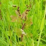 Juncus gerardi Leaf