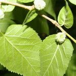 Morus celtidifolia Blatt