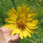 Silphium radula 花