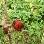 Rubus alceifolius Gyümölcs