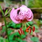 Lilium martagon Квітка