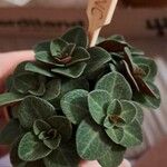 Peperomia verticillata Feuille