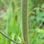 Orthopappus angustifolius Bark