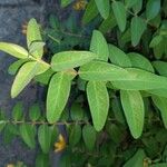 Hypericum × hidcoteense برگ