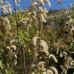 Salix pedicellata Other