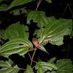 Miconia trichocalyx Máis