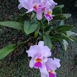 Cattleya trianae Fiore