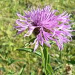 Centaurea jaceaІнше